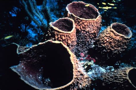  Barrel Sponge: Can This Colorful Marine Creature Cleanse Your Ocean Sins?