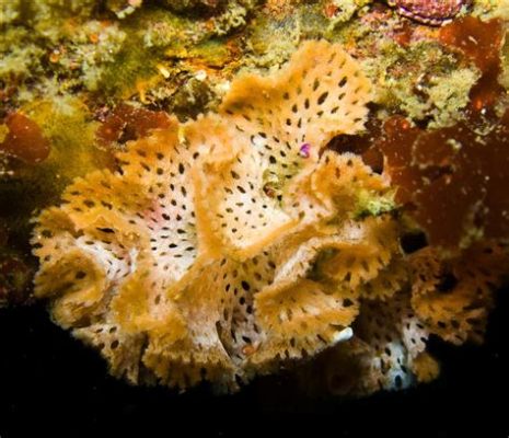 Bryozoan:  Discover How These Tiny Underwater Architects Weave Exquisite Colonies With Their Tentacled Prowess!