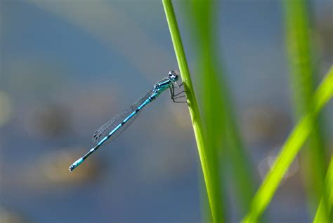  Damselfly: Can these Delicate Aerial Acrobats Truly Conquer the Skies with Their Exquisite Wingspan?