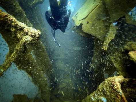  Dekapod!  A Ten-Legged Treasure Trove Hiding Beneath the Waves