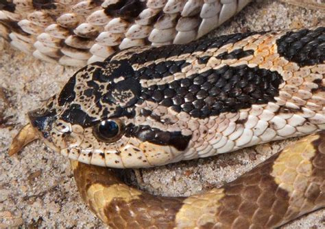  Hognose Yılanı: Gizli Hazine Avlayan Kıyı Çölünün Gizemli Mevkidaşı mı?