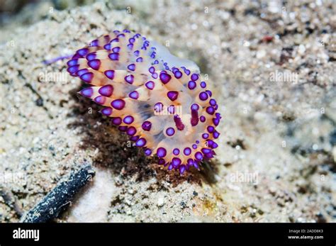  Nudibranch: Explore the Vibrant World of this Shell-less Wonder!