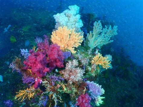  Pink Sea Fan: Explore this Delicate Underwater Creature That Resembles a Colorful Bouquet, Floating Gracefully in the Ocean Depths!