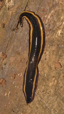  Quantitative Flatworm: An Aquatic Enigma With Exquisite Regeneration Abilities!