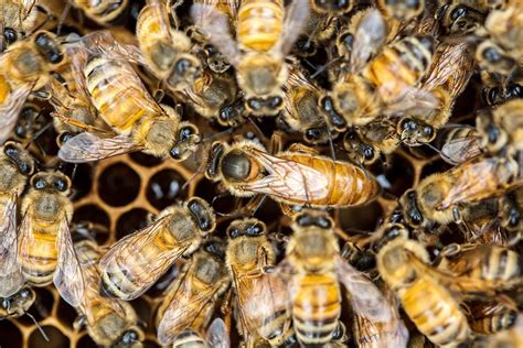  Queen Bee: Can This Tiny Monarch of Hive Diplomacy Truly Orchestrate Honey Production?