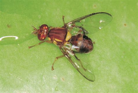  Queensland Fruit Fly: Can This Tiny Pest With Metallic Wings Really Outsmart Our Garden Defenses?