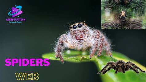  Questing Spider: Uncovering the Secrets of the Stealthy Wanderer with Exceptional Camouflage!