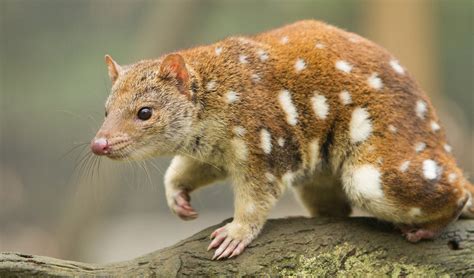  Quoll! Can You Imagine An Animal That's Both a Daring Predator and an Adorable Marsupial?