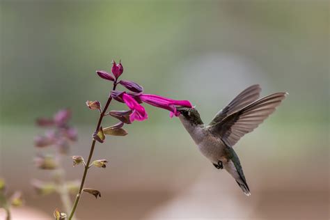  Wool Sower! Explore The Buzzworthy World of This Tiny But Mighty Pollinator